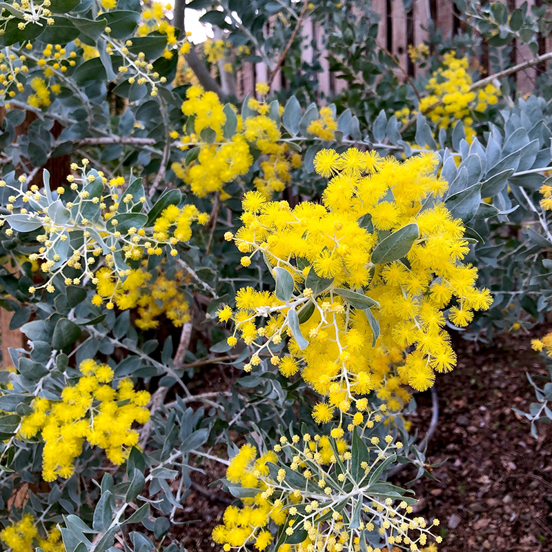 Flora Grubb's Guides: Acacia podalyriifolia