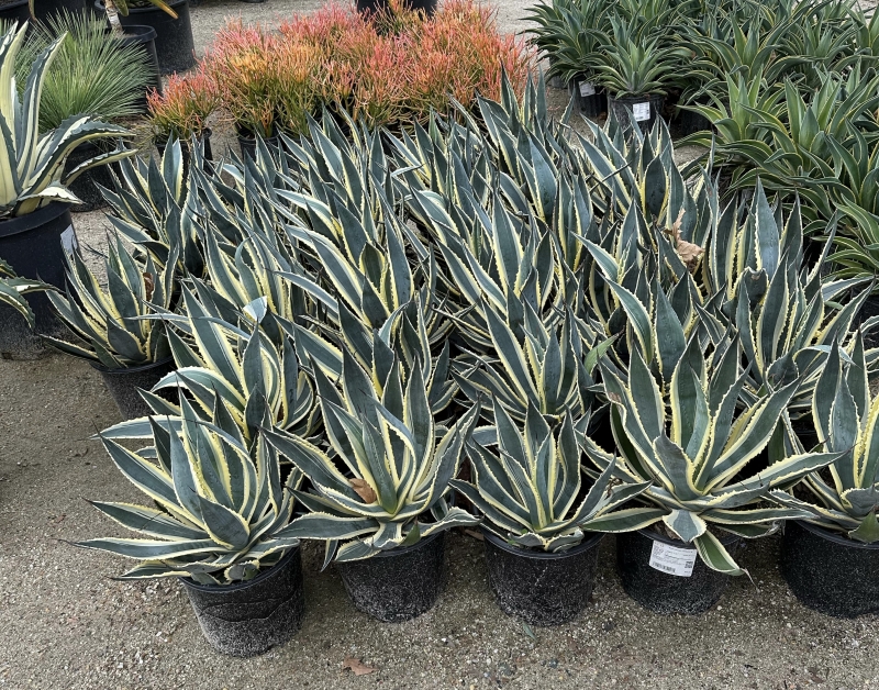 アガベ　Agave americana 'Variegata' Agave americana 'Variegata' - Alvarez Nursery