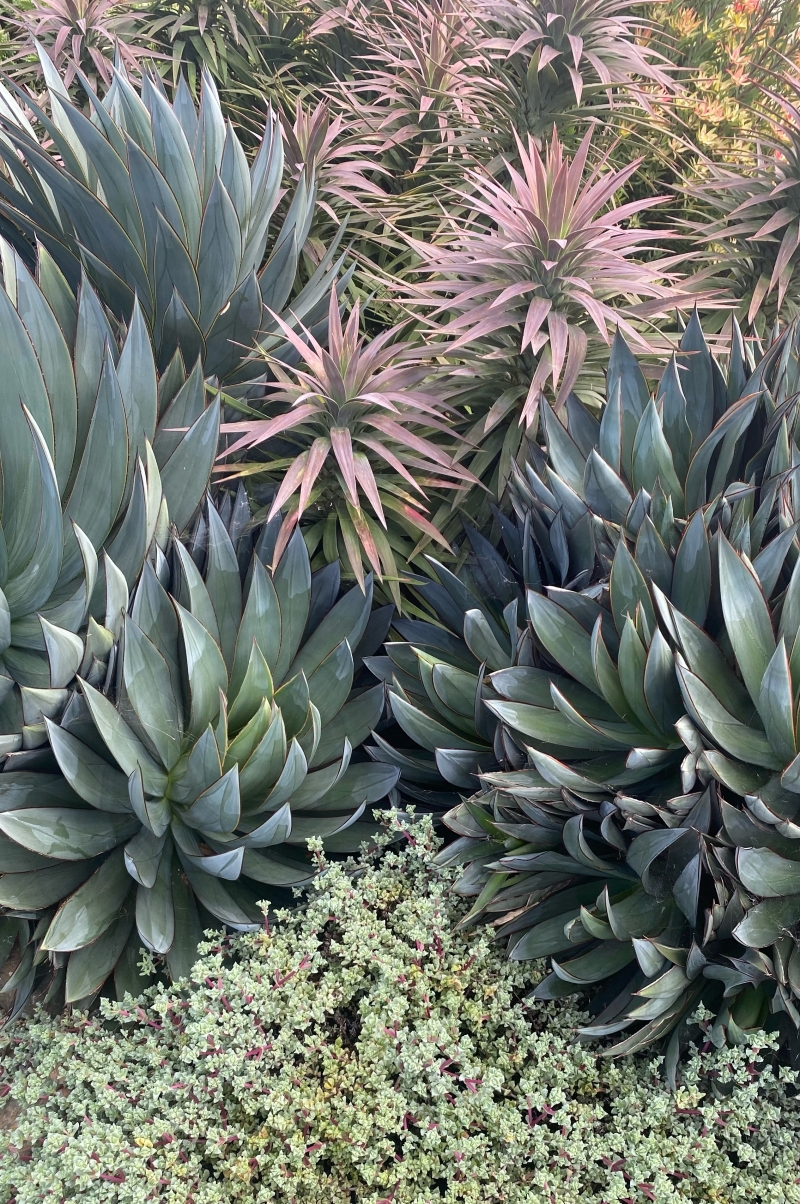 Flora Grubb's Guides: Agave 'Blue Glow'