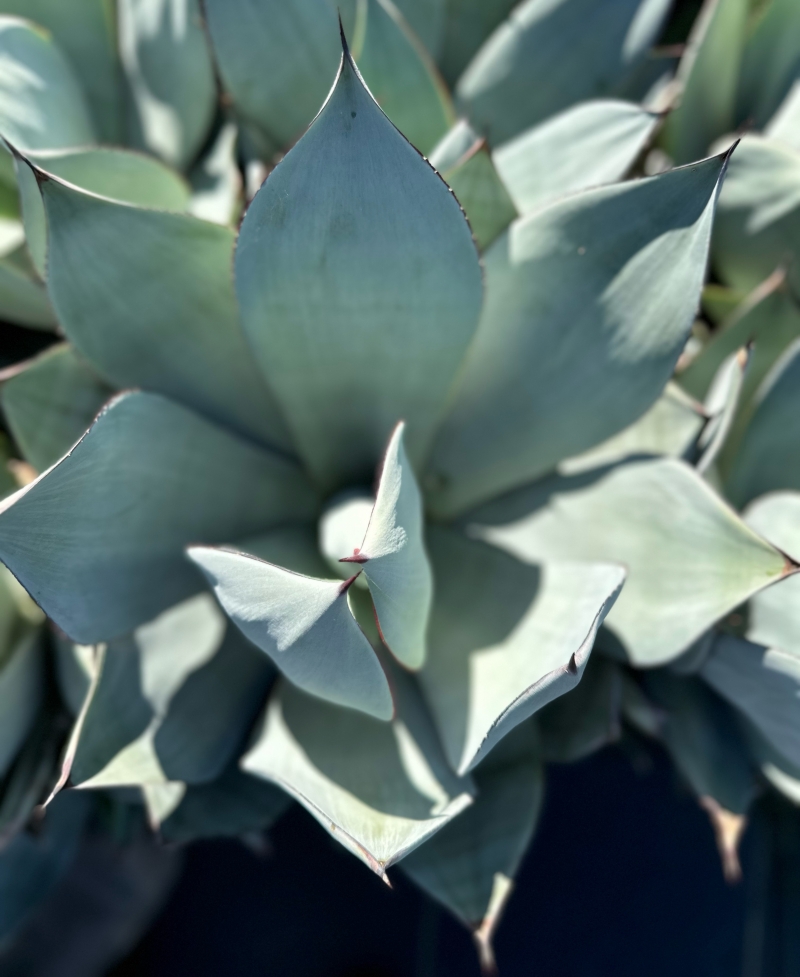 Flora Grubb's Guides: Agave celsii 'Nova'