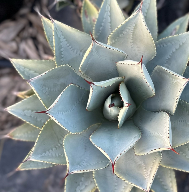 送料無料 ① Agave pygmaea ”Dragon Toes” アガベ ドラゴントゥース 第四種便 抜き苗 Flora Grubb\u0027s Guides: Agave pygmaea \u0027Dragon Toes\u0027