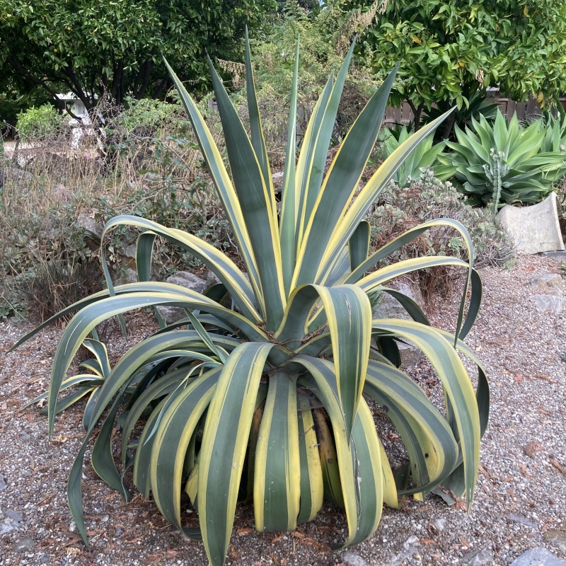Flora Grubb's Guides: Agave tequilana 'Variegata'