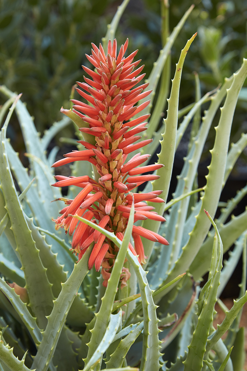 aloe vera gesichtsspray selber machen Bio Aloe Vera Spray | Mit Allantoin und Panthenol