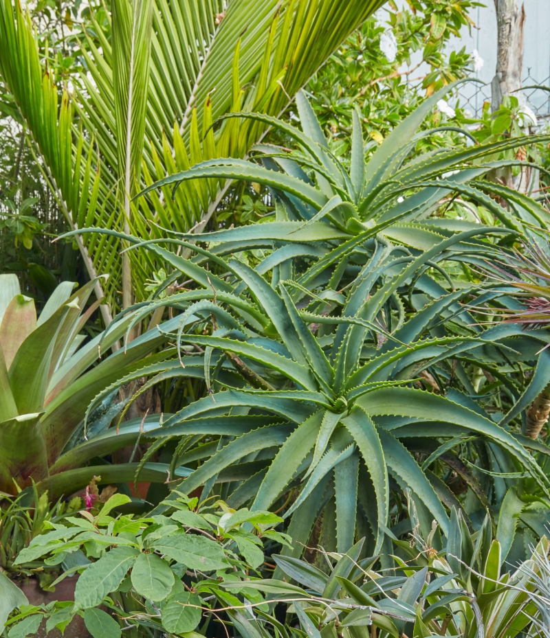 Flora Grubb's Guides: Aloe arborescens
