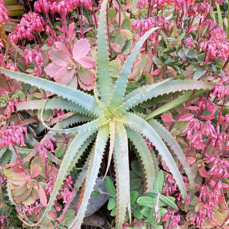 bogenhanf dunkel Sansevieria Laurentii (Bogenhanf) | 90 cm main image 1