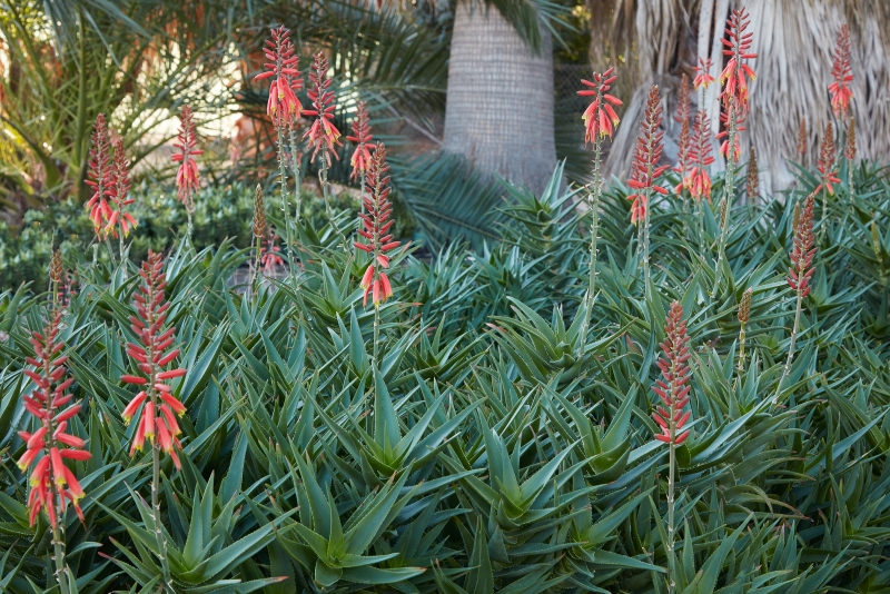 Flora Grubb's Guides: Aloe ciliaris 'Firewall'