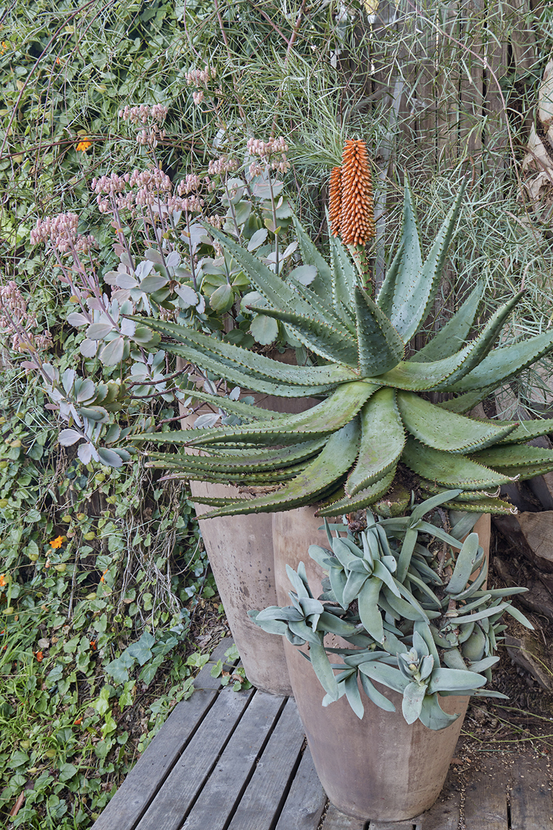 Flora Grubb's Guides: Aloe ferox