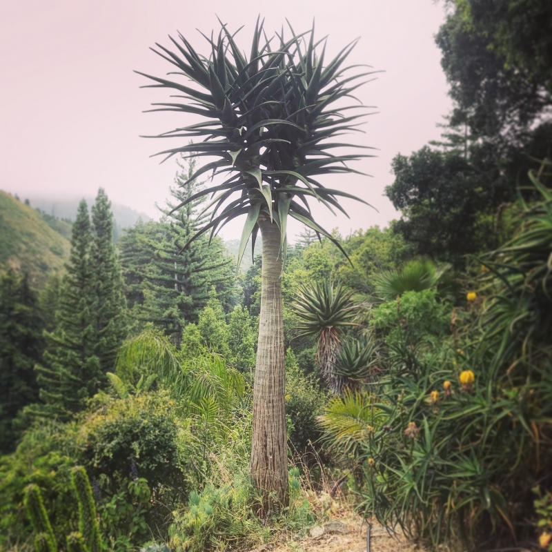 ◇BBP◇ アロエ ヘラクレス Aloe 'Hercules' ①