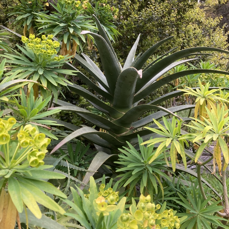 aloe vera plant light Aloe