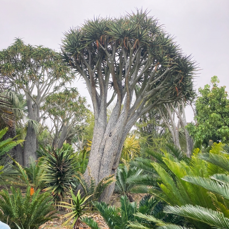Flora Grubb's Guides: Aloe 'Hercules'