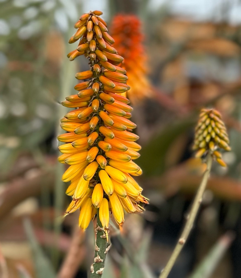 Flora Grubb's Guides: Aloe marlothii x sinkatana
