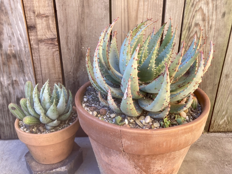 Flora Grubb's Guides: Aloe peglerae