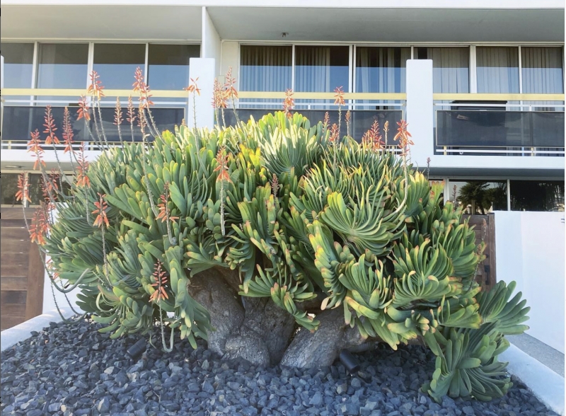 Flora Grubb's Guides: Aloe plicatilis