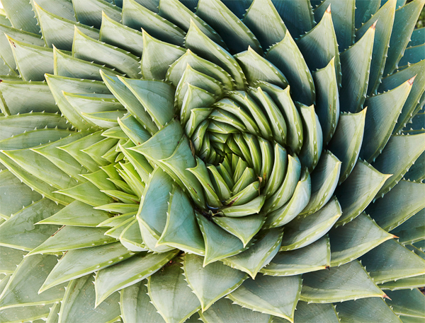 Flora Grubb's Guides: Aloe polyphylla [swirl]