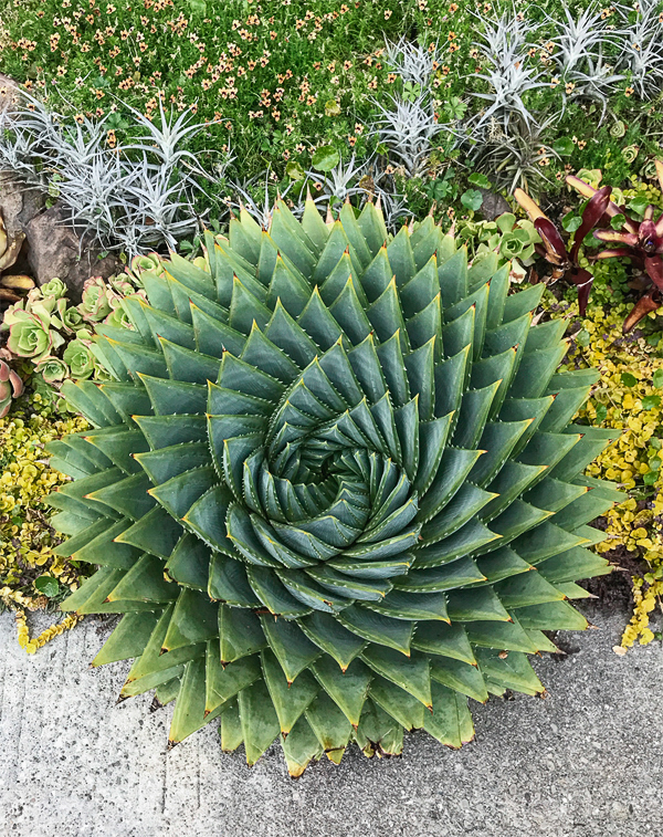 Flora Grubb's Guides: Aloe polyphylla [swirl]