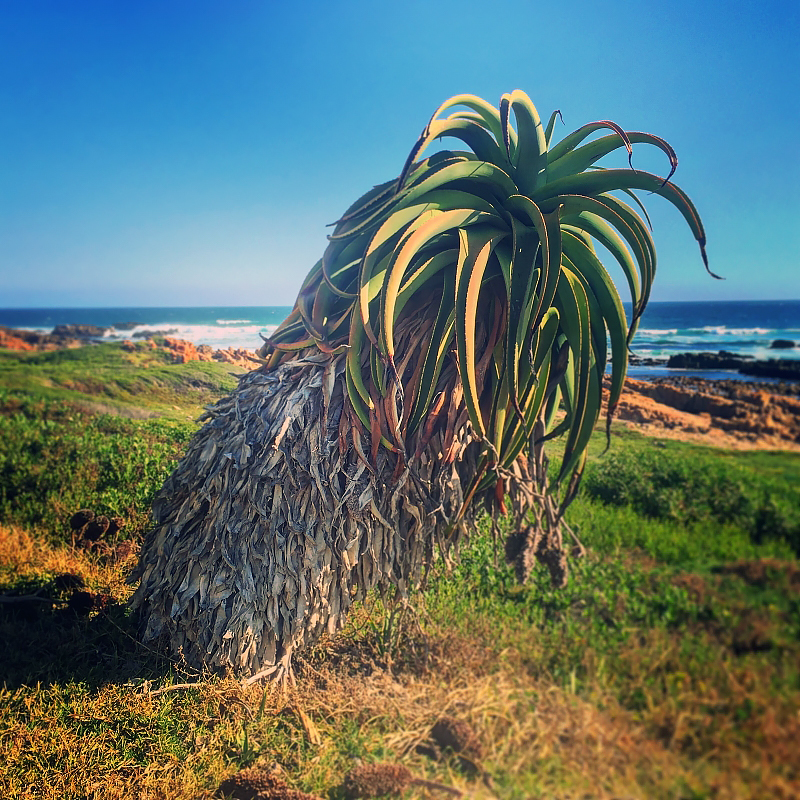 Flora Grubb's Guides: Aloe thraskii