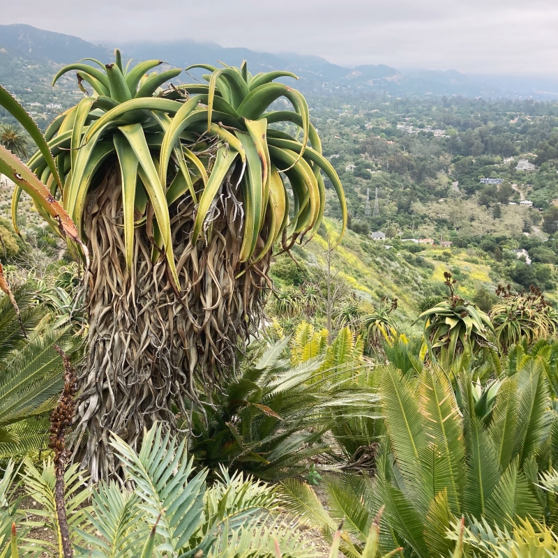 Flora Grubb's Guides: Aloe thraskii