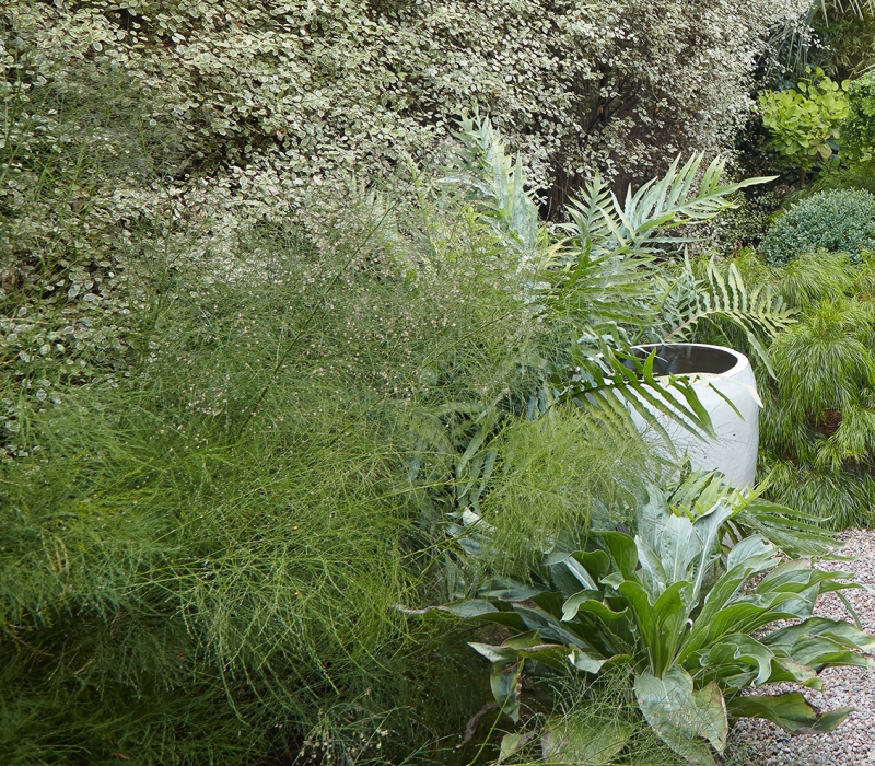 Flora Grubb's Guides: Asparagus virgatus