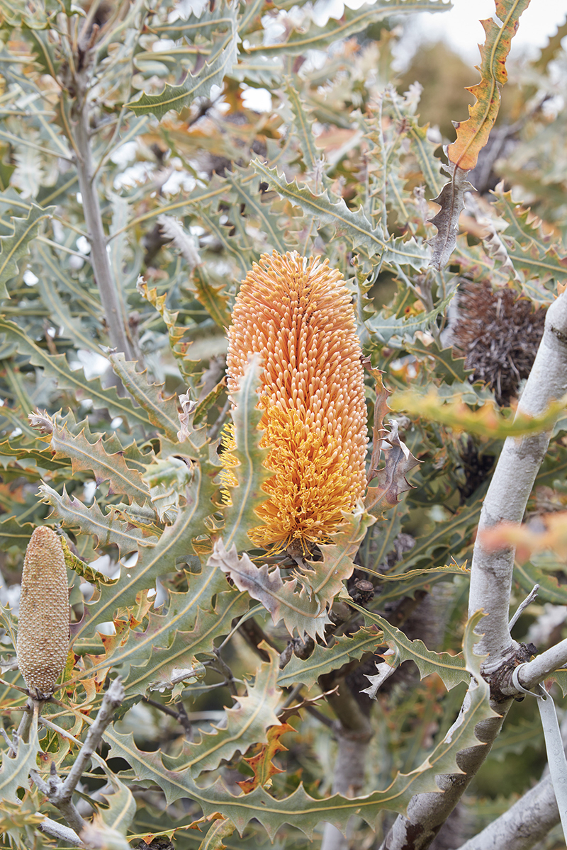 Flora Grubb's Guides: Banksia ashbyi