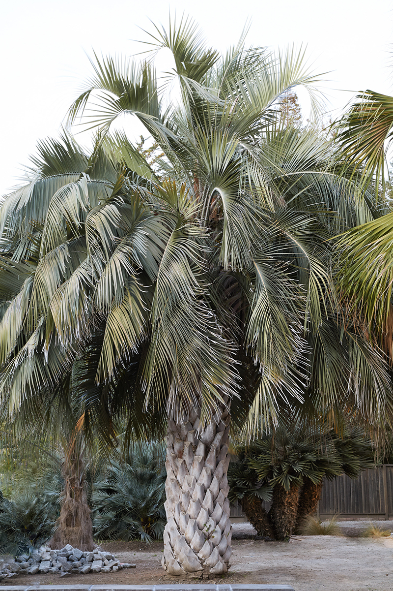 Butia odorata X Jubaea chilensis　希少ヤシ Flora Grubb's Guides: Butia x Jubaea