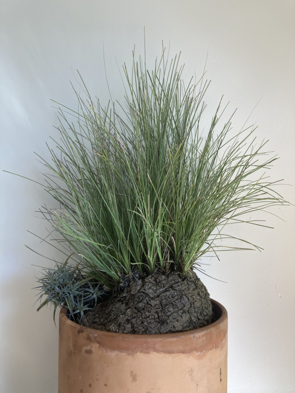 Flora Grubb's Guides: Calibanus hookeri
