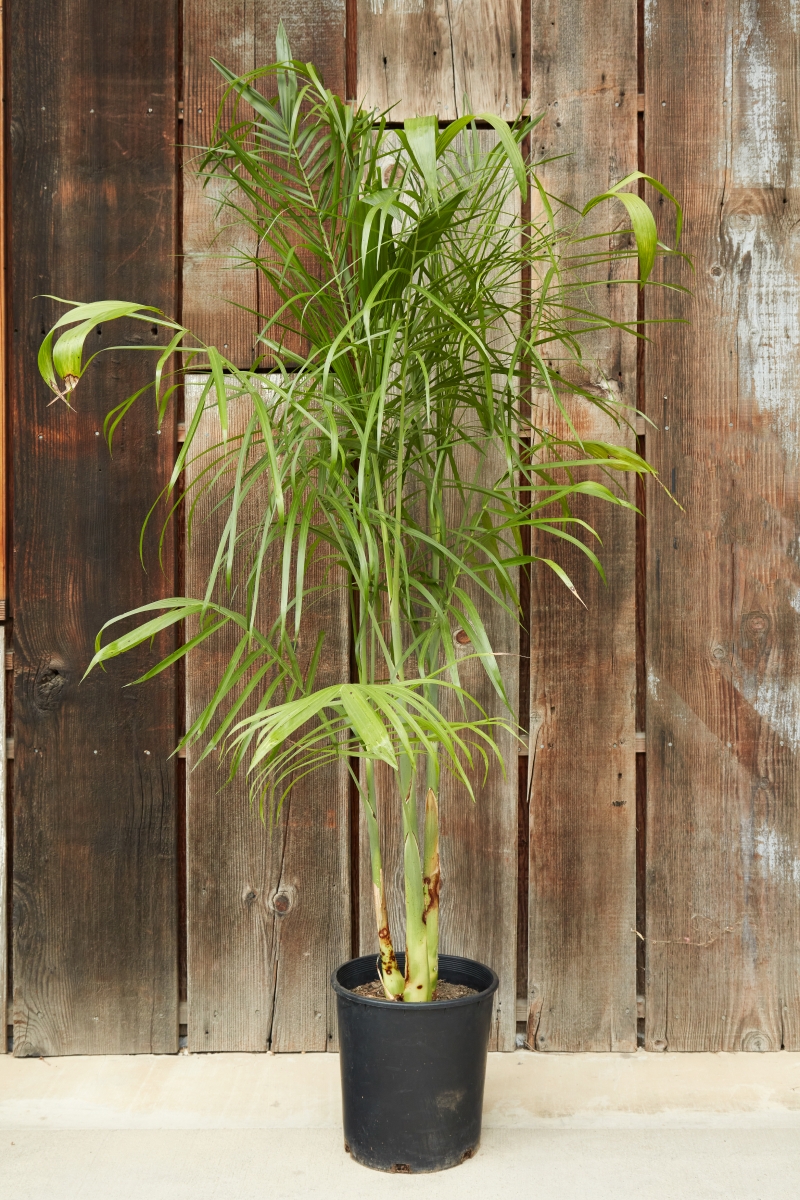 deck planters 24 in. Deck Rail Planter