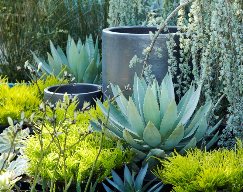 Flora Grubb's Guides: Coleonema pulchellum 'Sunset Gold'