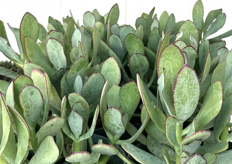 Flora Grubb's Guides: Crassula arborescens 'Blue Bird'
