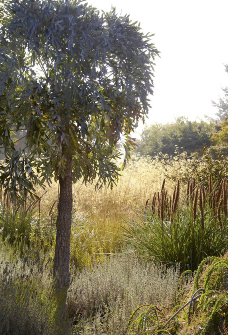 Flora Grubb's Guides: Cussonia paniculata