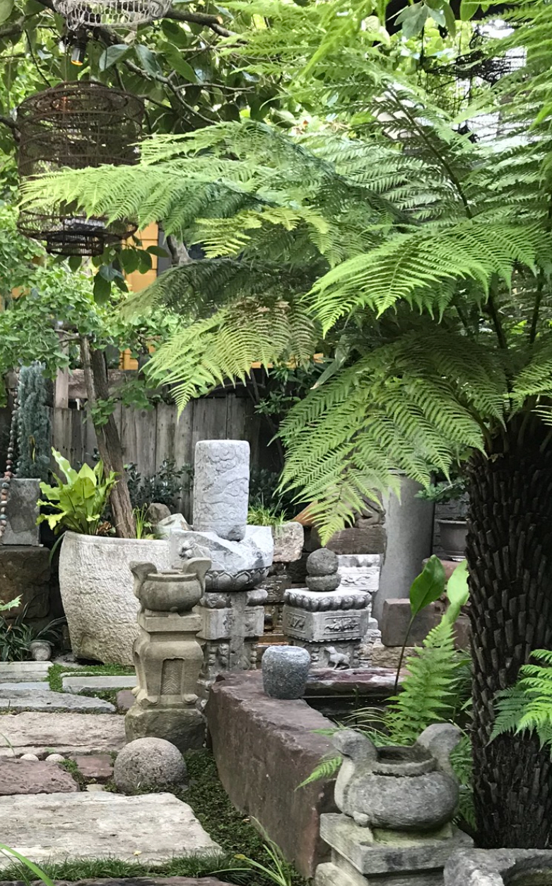 Flora Grubb's Guides: Dicksonia antarctica