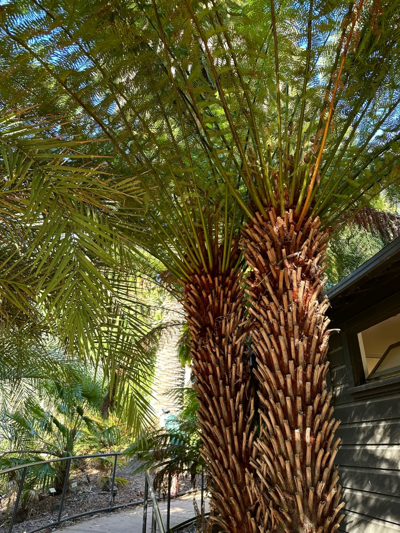 Flora Grubb's Guides: Dicksonia antarctica