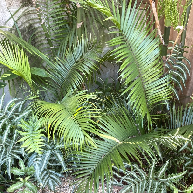 Flora Grubb's Guides: Dypsis ambositrae