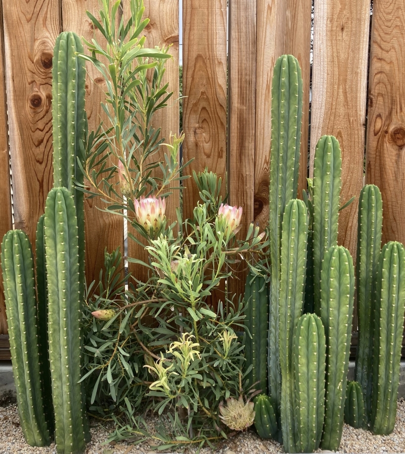 Flora Grubb's Guides: Echinopsis pachanoi 'San Pedro'