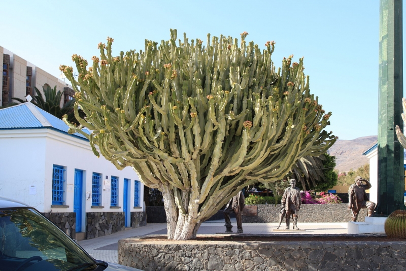Flora Grubb's Guides: Euphorbia abyssinica