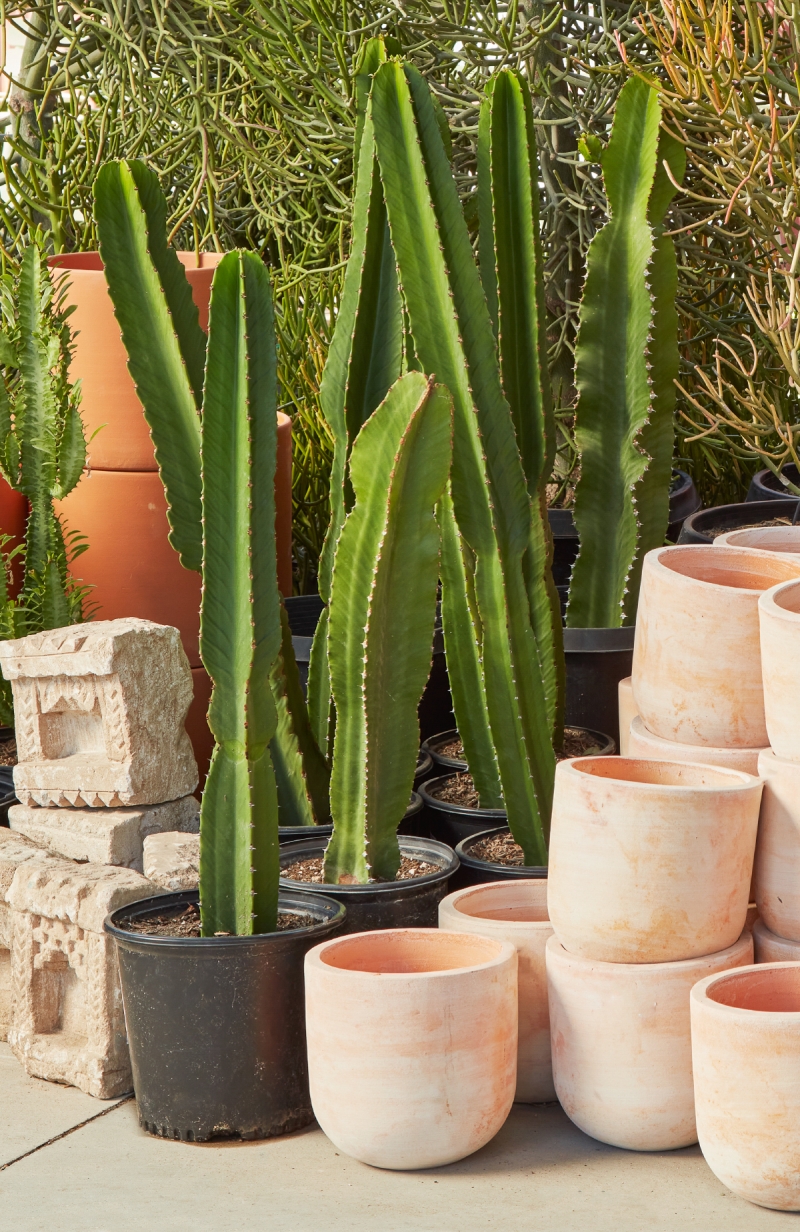 Flora Grubb's Guides: Euphorbia ingens