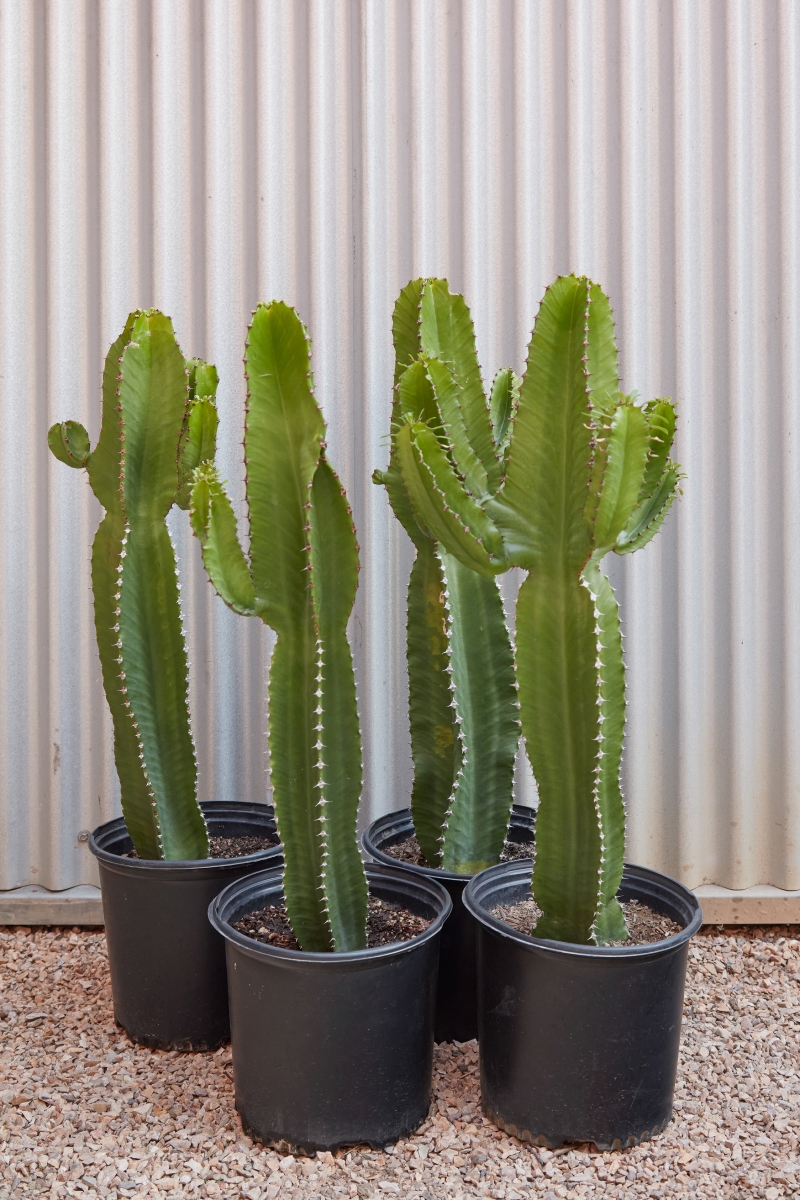 cactus glas hamburg Glass Cactus Good Listener main image 1