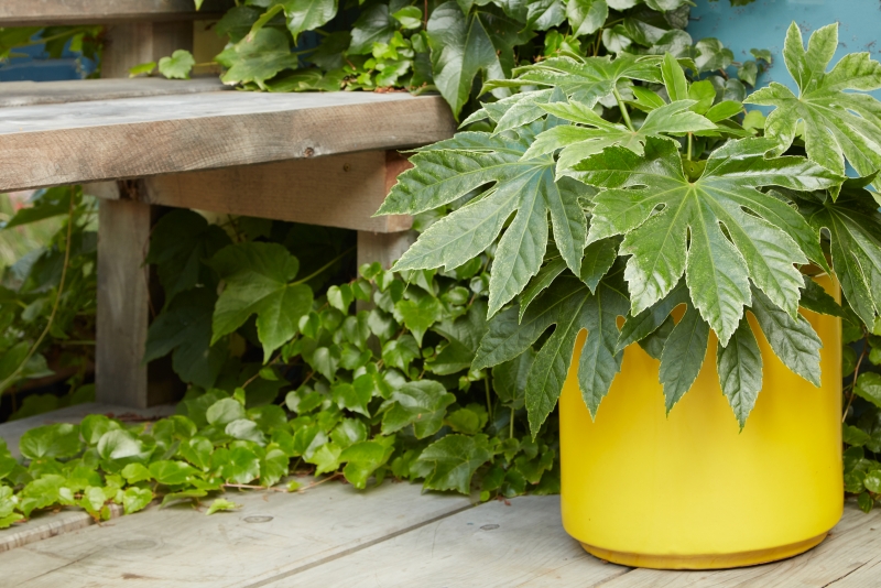 Flora Grubb's Guides: Fatsia japonica
