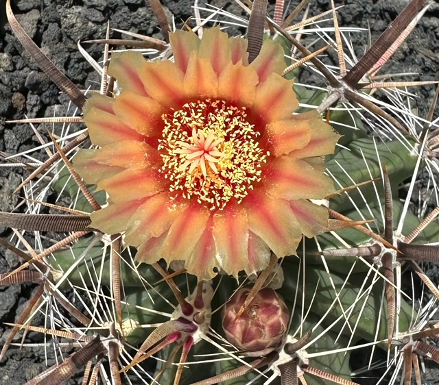 Flora Grubb's Guides: Ferocactus wislizeni