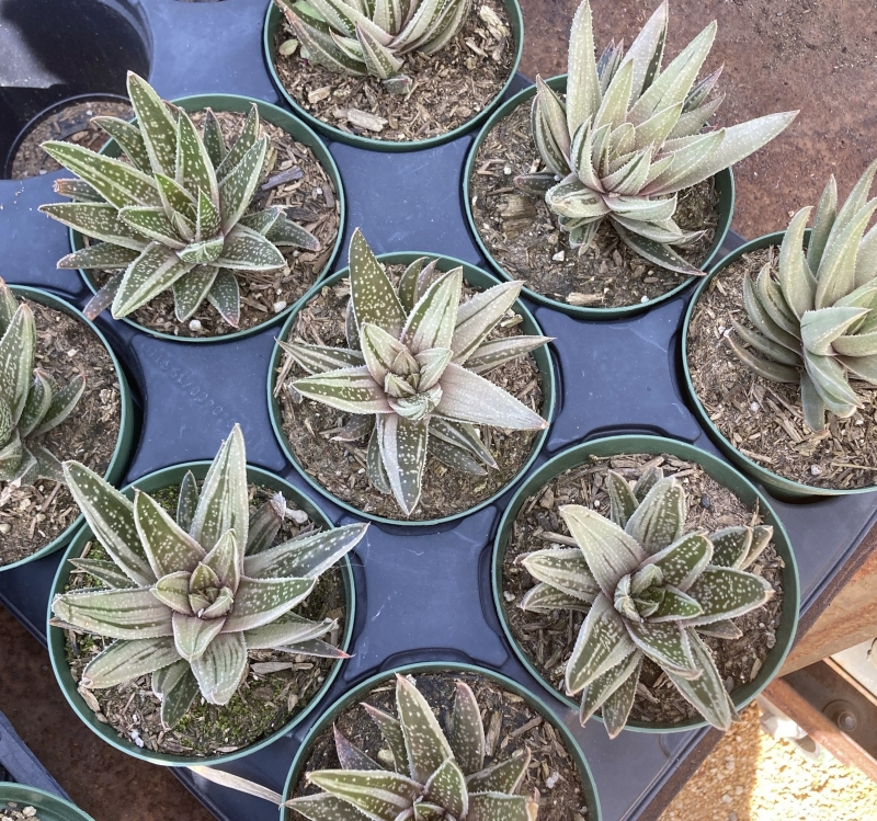 Flora Grubb's Guides: Gasteraloe 'Spirit of 88'