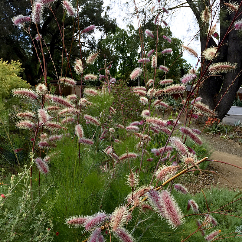 Flora Grubb's Guides: Grevillea 'Big Bird'