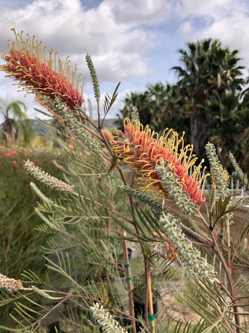 Flora Grubb's Guides: Grevillea 'Kay Williams'