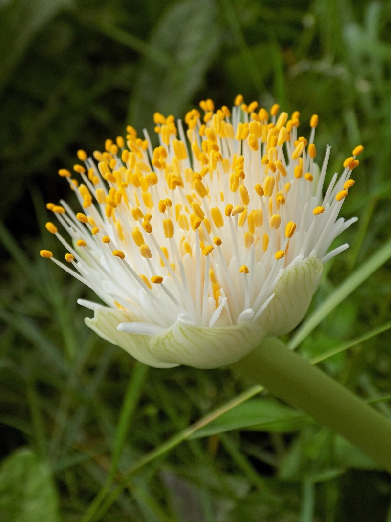 Flora Grubb's Guides: Haemanthus albiflos