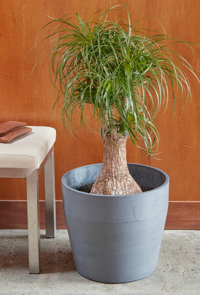 Flora Grubb's Guides: HP-Beaucarnea recurvata