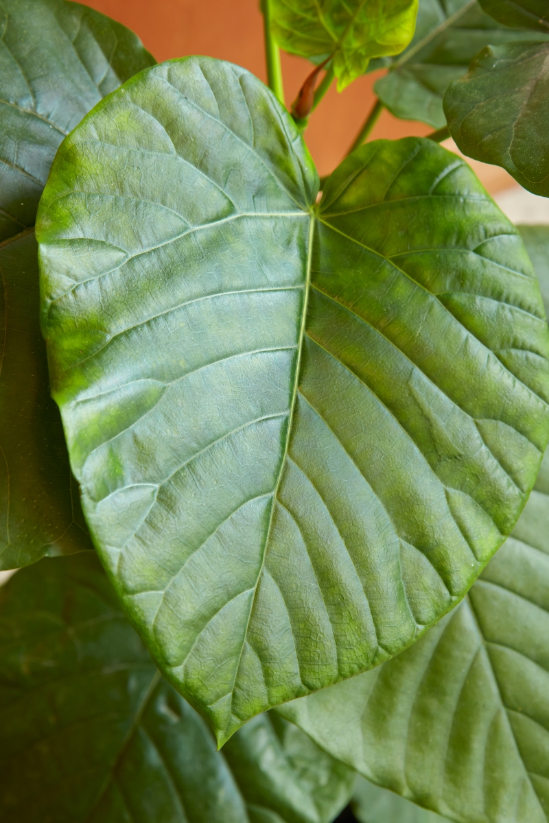 organic fertilizer for plant Organic Fertilizer Soil and Plant Booster