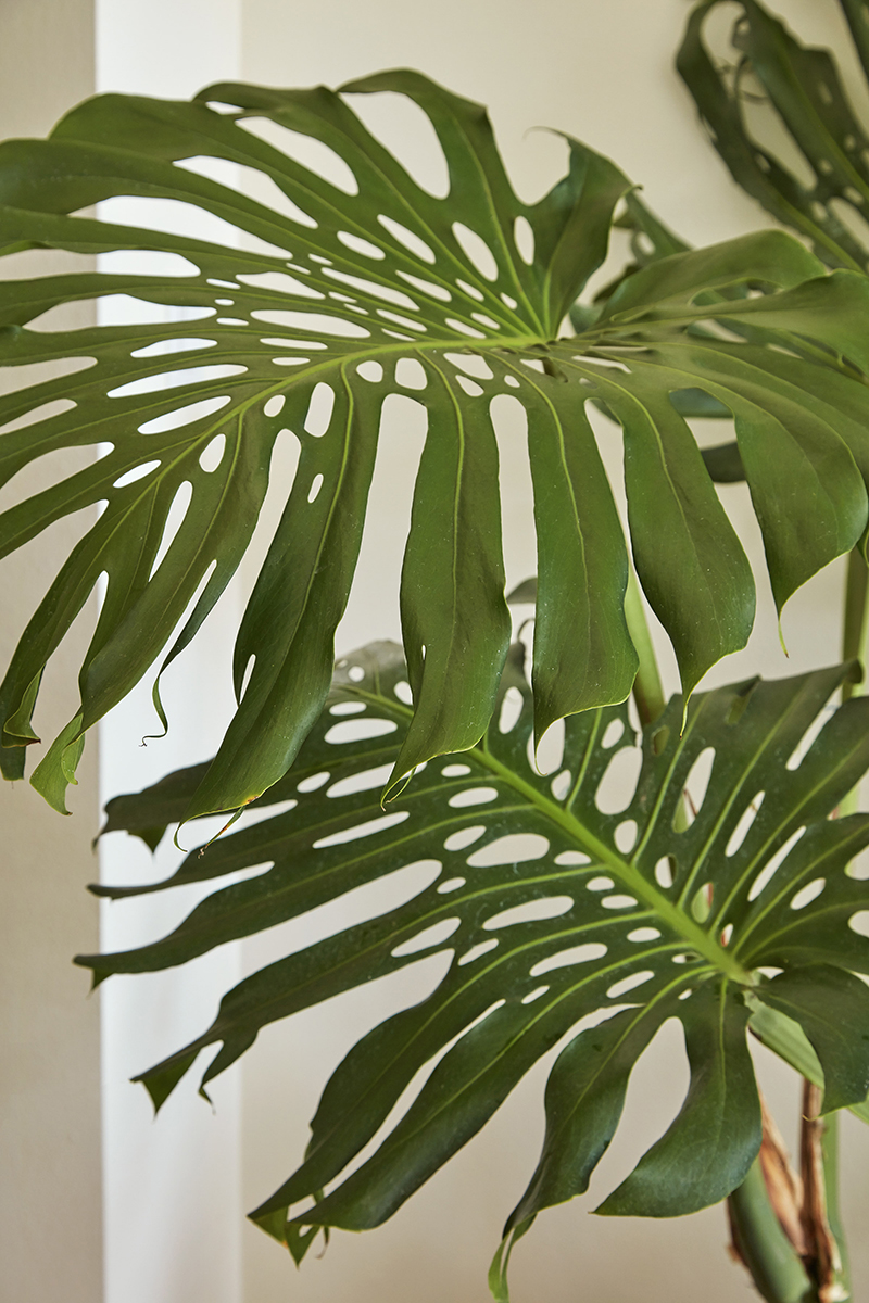 Flora Grubb's Guides: HP-Monstera deliciosa