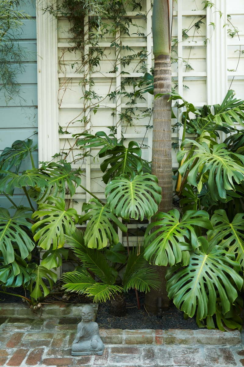 Flora Grubb's Guides: HP-Monstera deliciosa