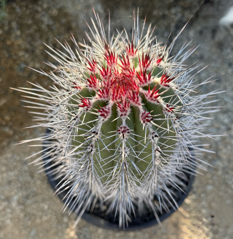 Flora Grubb's Guides: Pachycereus pringlei