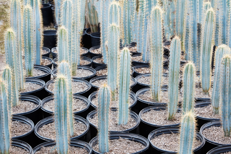Flora Grubb's Guides: Pilosocereus azureus