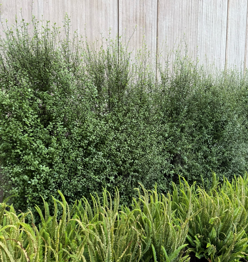 Flora Grubb's Guides: Pittosporum tenuifolium 'Silver Sheen'