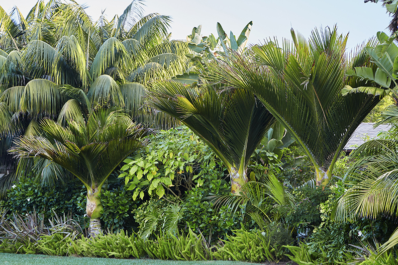 Flora Grubb's Guides: Rhopalostylis sapida